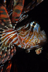 Nikon D80, 60mm , Lionfish by Andy Kutsch 
